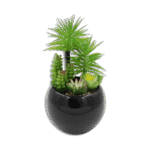 Black Vase with Green Plants