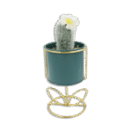 Emrald Vase with Golden Base and Cactus