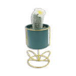 Emrald Vase with Golden Base and Cactus