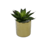 Golden Vase with Wide Dark Green Plant