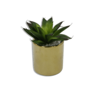 Golden Vase with Wide Dark Green Plant