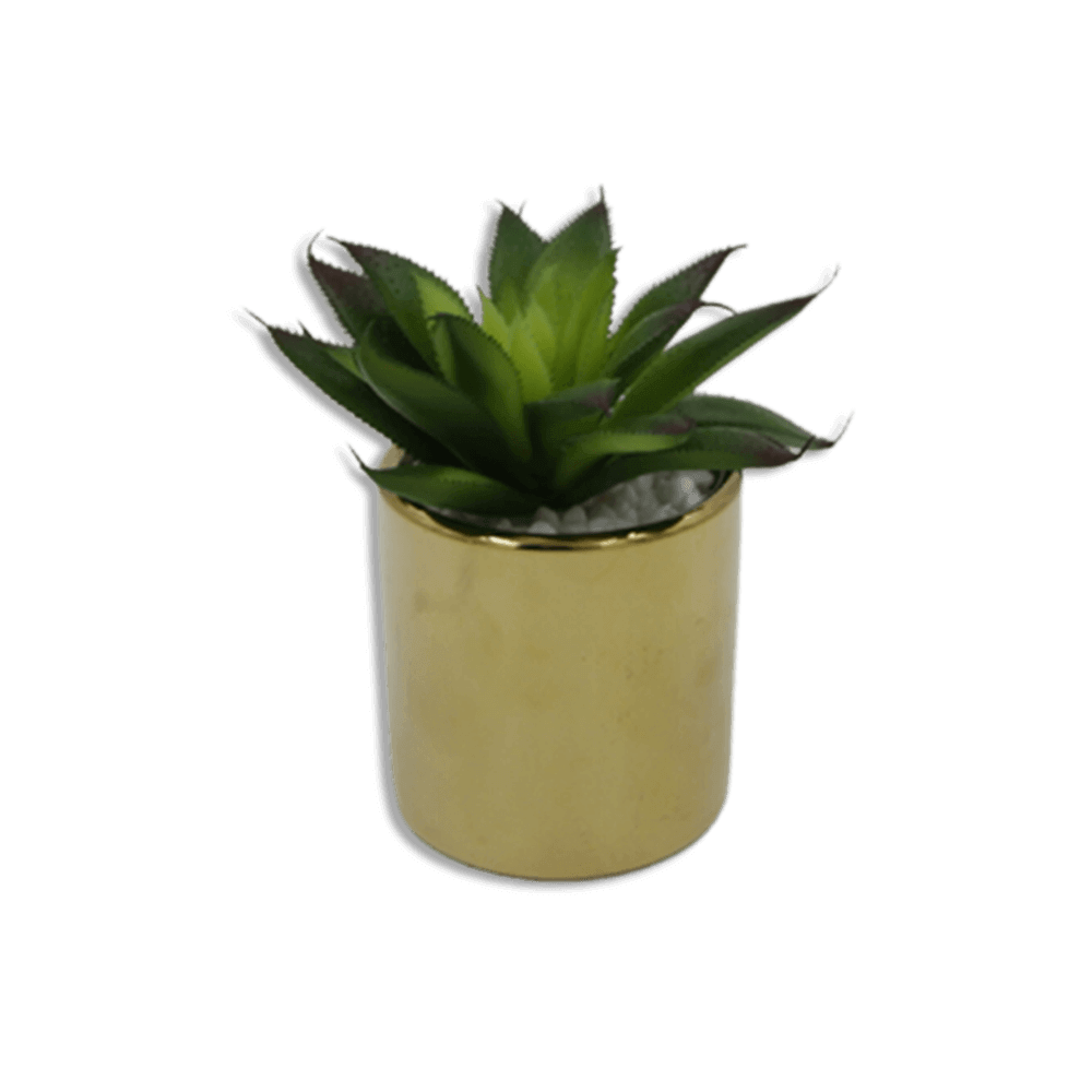 Golden-Vase-with-Wide-Dark-Green-Plant