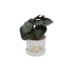 Green Plant with Grow White Pot