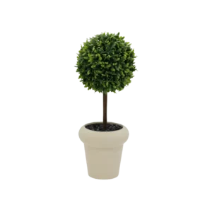 Tree Plant with Porcelain Beige Pot