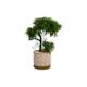 Green 30cm Tree With Patterned White & Beige Vase