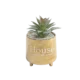 Green 6cm Succulent Plant With Golden Vase