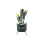 Flower Cactus Plant With Porcelain Green Vase