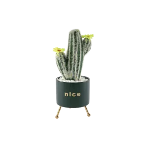 Flower Cactus Plant With Porcelain Green Vase