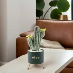 Flower Cactus Plant With Porcelain Green Vase1