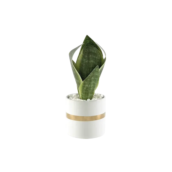 Green 20cm Plant With Porcelain White Vase