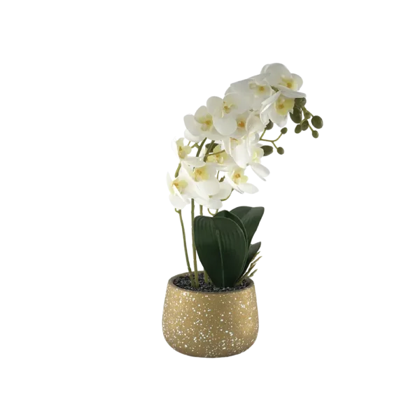 Moth Orchid 36cm White Plant With Porcelain Yellow Vase