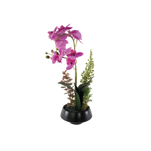 Moth Orchid 40cm Pink Plant With Black Vase