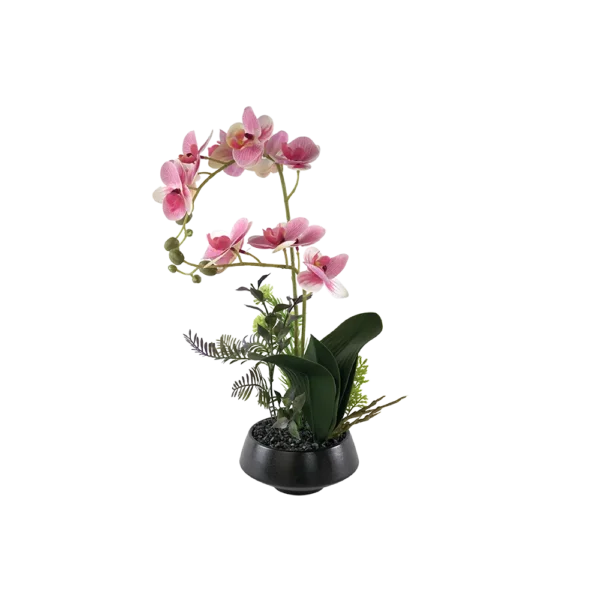 Moth Orchid 40cm Plant With Black Vase