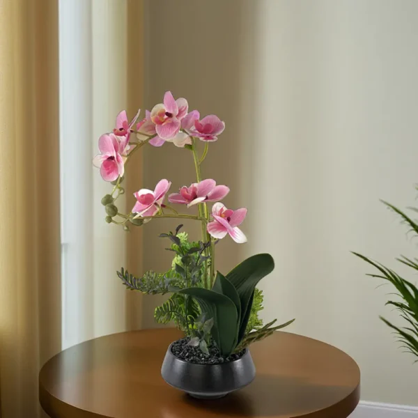 Moth Orchid 40cm Plant With Black Vase1