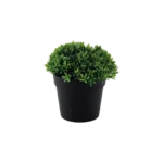 Eva 11cm green plant with black vase