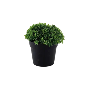 Eva 11cm green plant with black vase