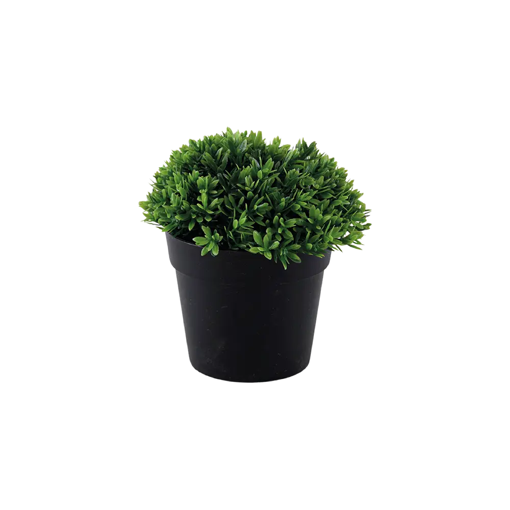 Eva 11cm green plant with black vase