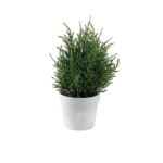 Eva cedar green plan with white vase