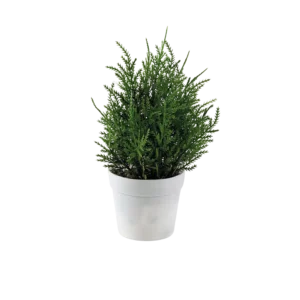 Eva cedar green plan with white vase