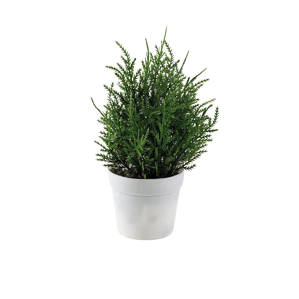 Eva cedar green plan with white vase