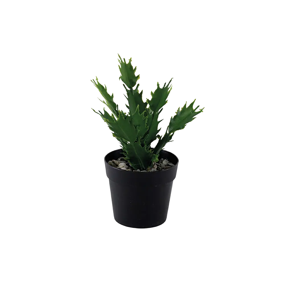 Eva euphorbia lactea plant with black vase