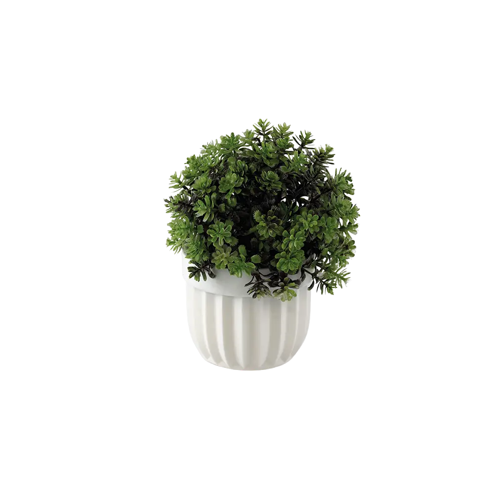 Eva green plant with white vase