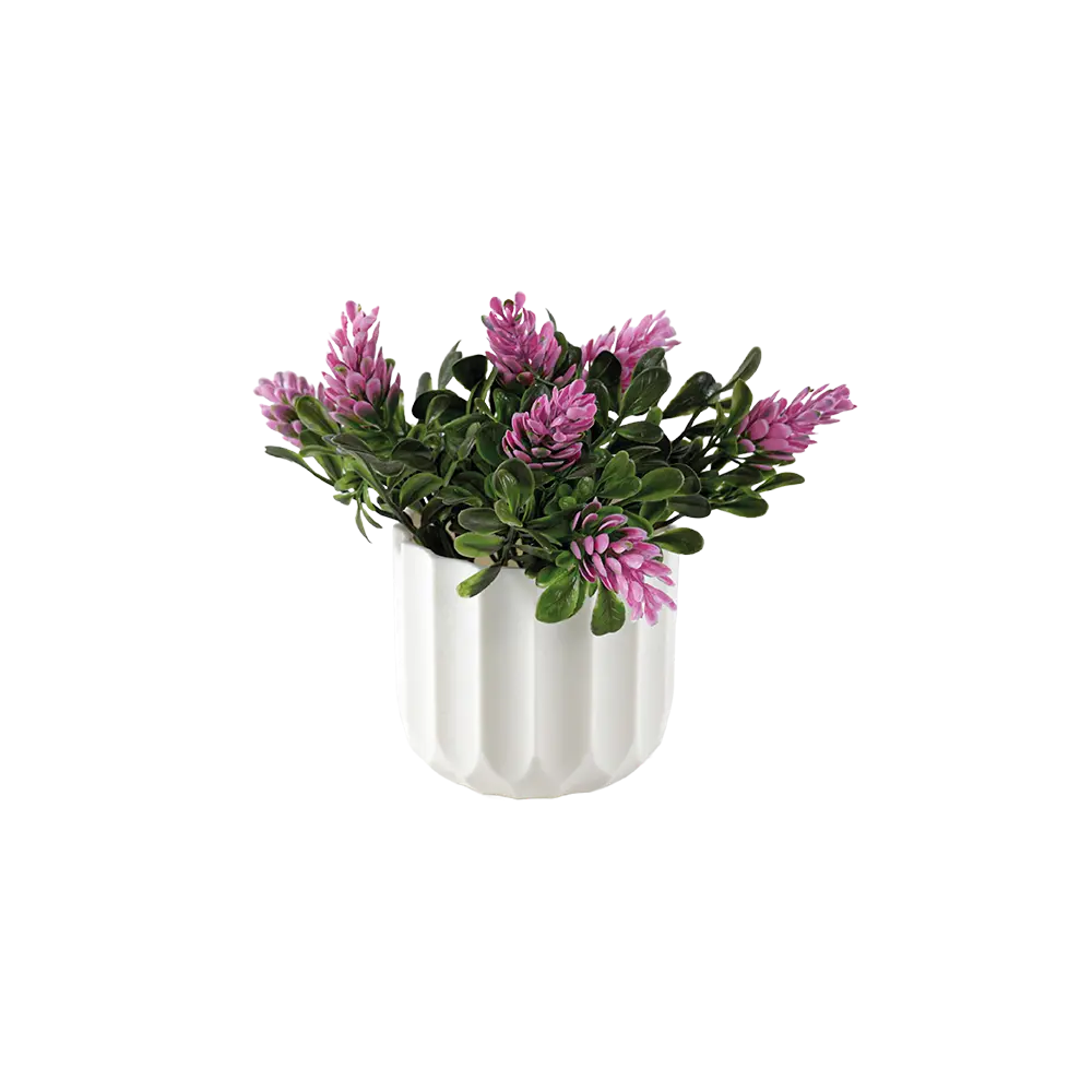 Eva hebe pink plant with white vase