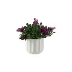 Eva hebe purple plant with white vase