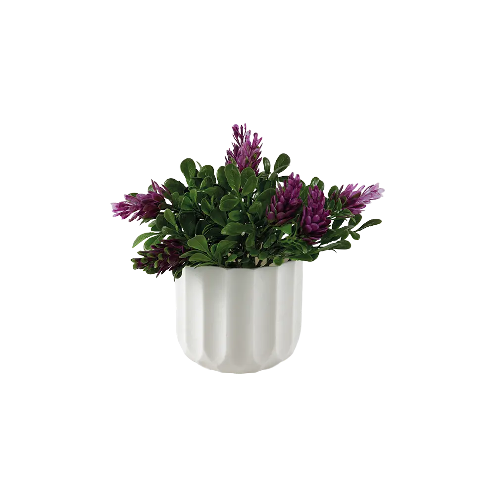 Eva-Hebe-Purple-Plant-with-White-Vase Eva hebe purple plant with white vase