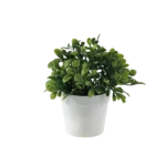 Eva plant with white vase