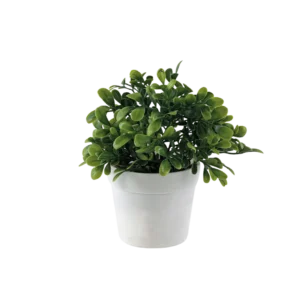 Eva plant with white vase