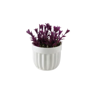 Eva salvia dark purple plant with white vase