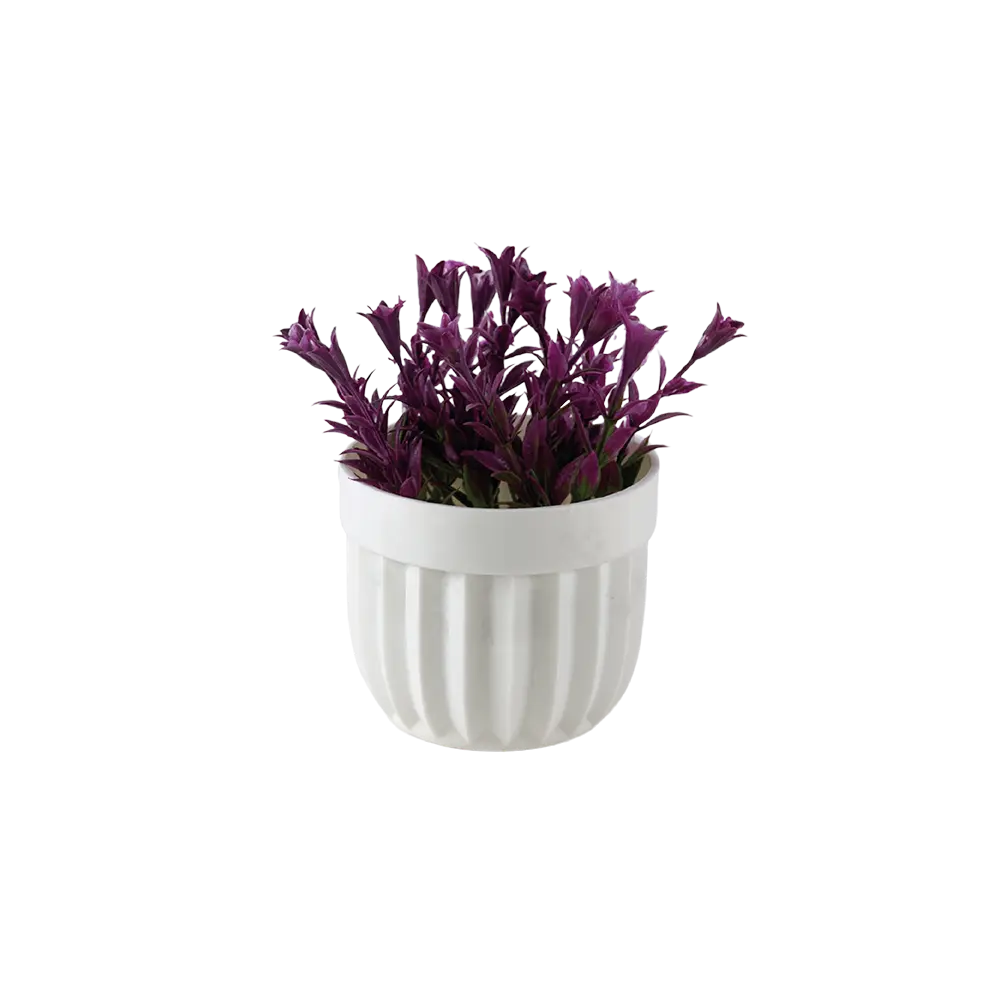 Eva salvia dark purple plant with white vase