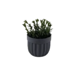 Eva salvia green plant with grey vase