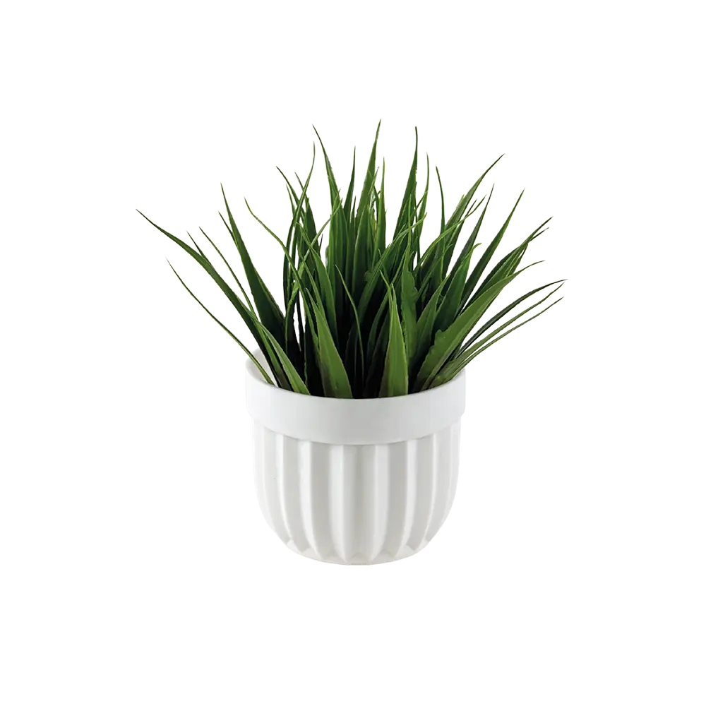 Eva spiky grass plant with white vase