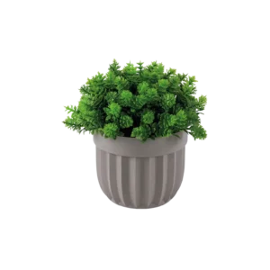 Eva stonecrop sedum plant with beige vase