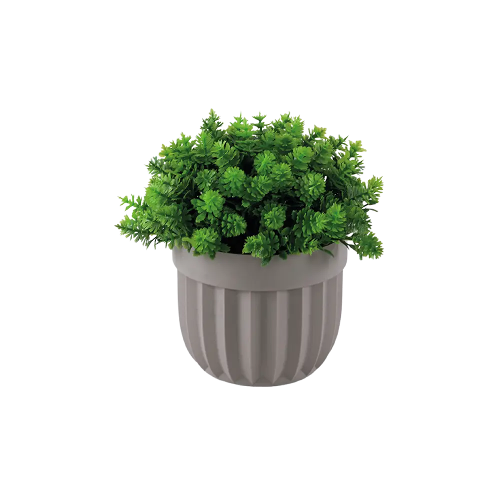 Eva stonecrop sedum plant with beige vase