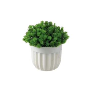 Eva stonecrop sedum plant with white vase