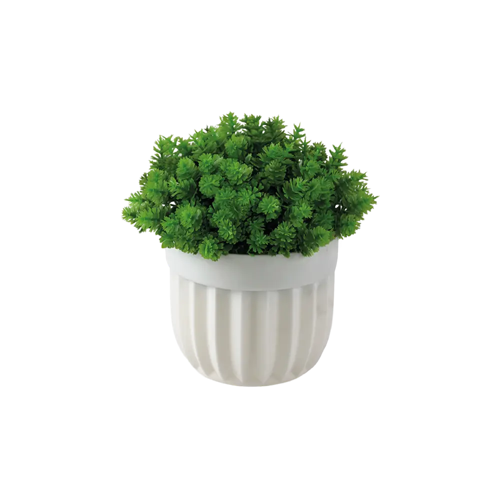 Eva stonecrop sedum plant with white vase