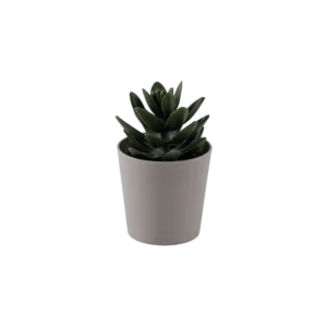 Eva succulent dark green plant with beige vase