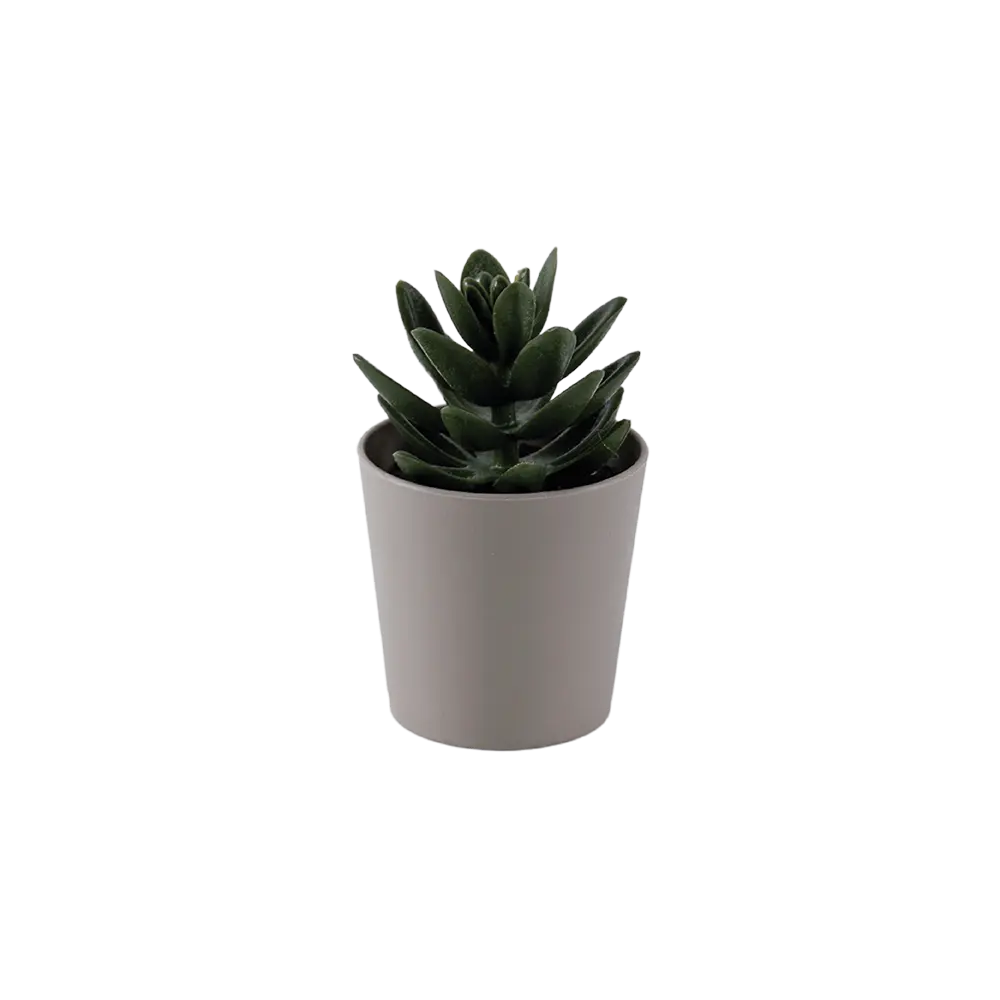 Eva-Succulent-Dark-Green-Plant-with-Beige-Vase Eva succulent dark green plant with beige vase