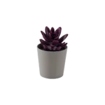 Eva succulent dark purple plant with beige vase
