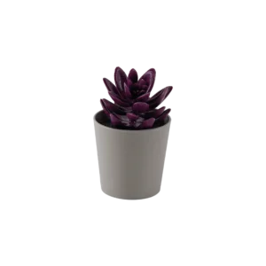 Eva succulent dark purple plant with beige vase