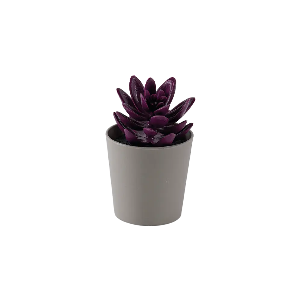 Eva-Succulent-Dark-Purple-Plant-with-Beige-Vase Eva succulent dark purple plant with beige vase