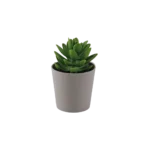 Eva succulent green plant with beige vase