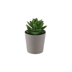 Eva succulent green plant with beige vase