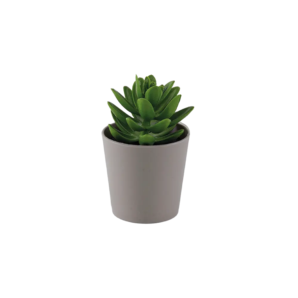 Eva succulent green plant with beige vase