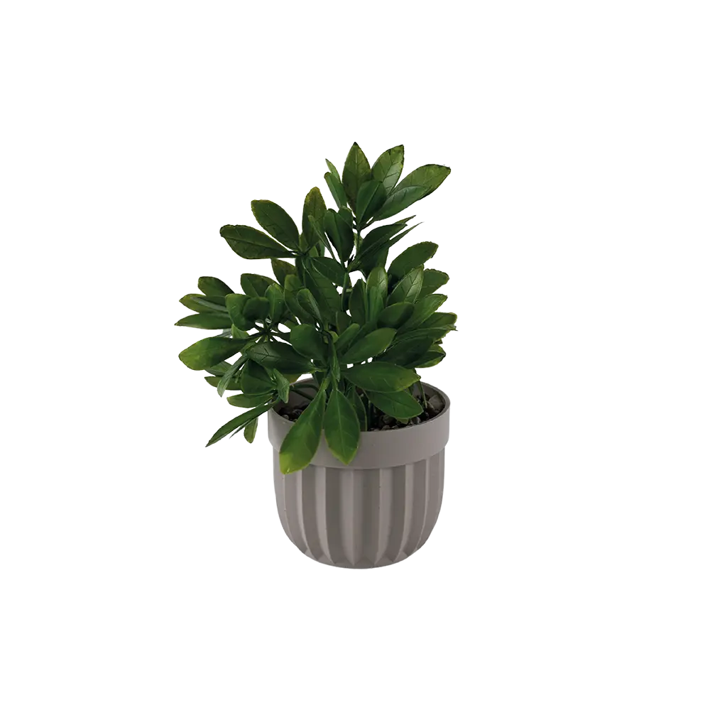 Eva zz green plant with beige vase