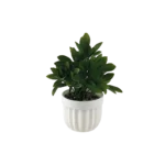 Eva zz green plant with white vase
