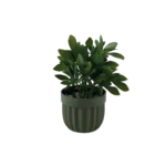 Eva zz plant with green vase